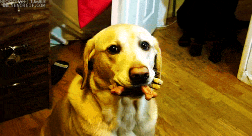 Dog holding biscuits in its' mouth